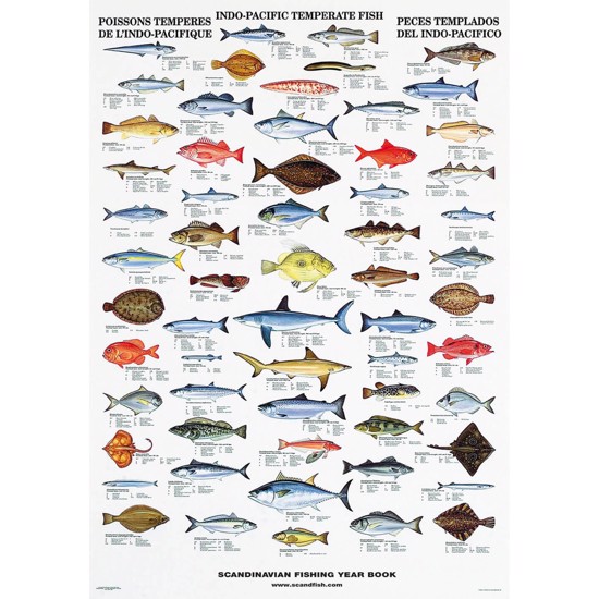 Indo-Pacific Fish Poster - WITHOUT