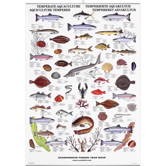 Temperate Fish & Shellfish Poster - WITH