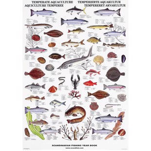 Temperate Fish & Shellfish Poster