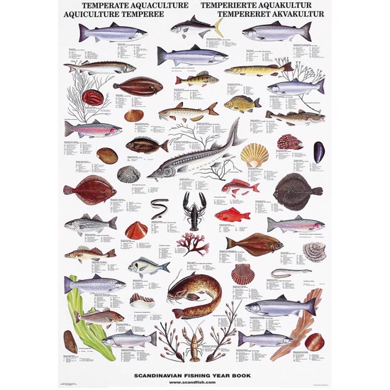 Temperate Fish & Shellfish Poster - WITHOUT
