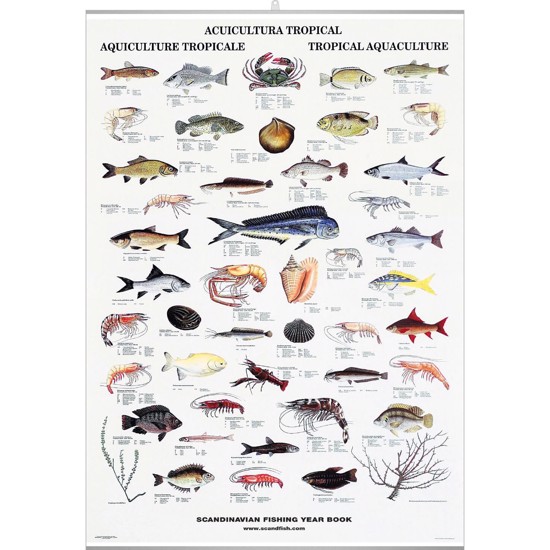Tropical Fish and Shellfish Poster - WITH