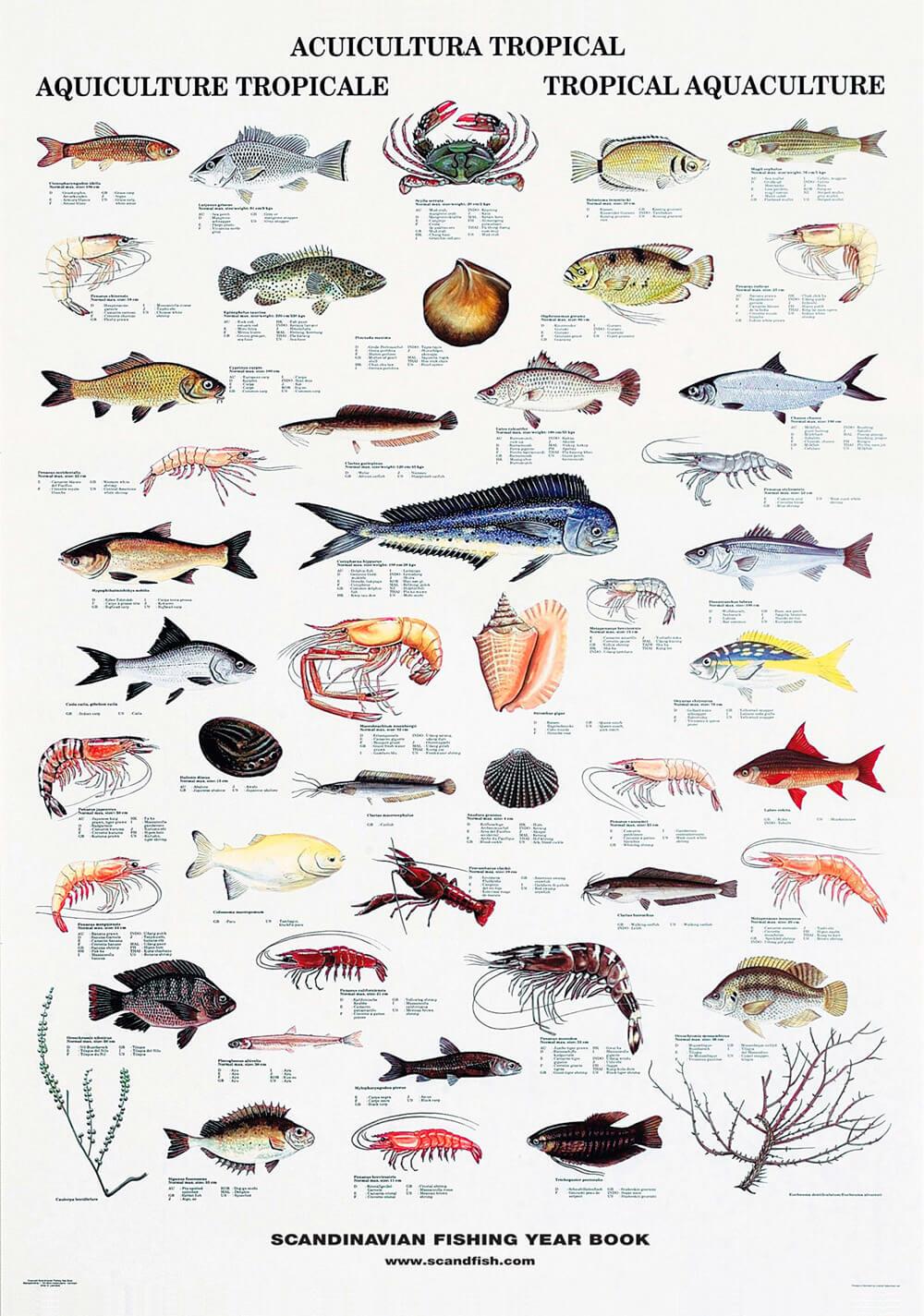 Tropical fish and shellfish poster unique and beautiful