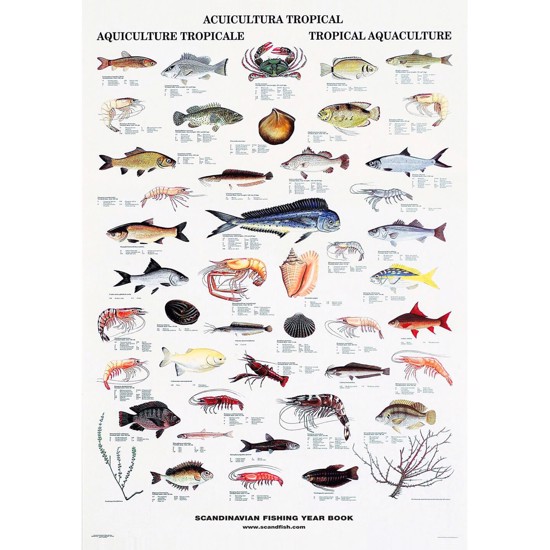 Tropical Fish and Shellfish Poster