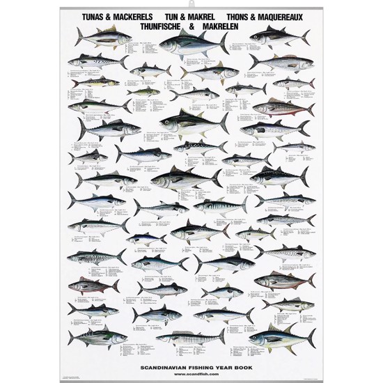 Tuna and Mackerel Poster - WITH
