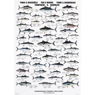 Tuna and Mackerel Poster - WITHOUT
