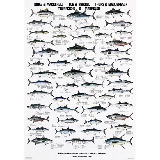 Tuna and Mackerel Poster - WITHOUT