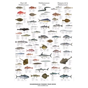 Mediterranean Fish Poster