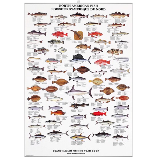 North American Fish Poster - WITH