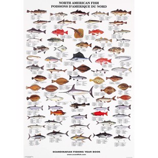 North American Fish Poster - WITHOUT