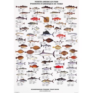 North American Fish Poster