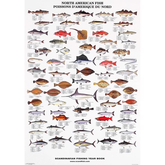 North American Fish Poster - WITHOUT