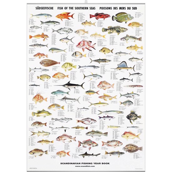 South Sea Fish Poster - WITH