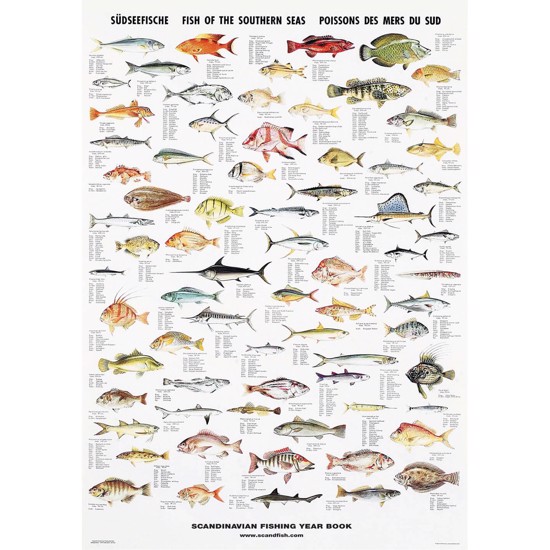 South Sea Fish Poster - WITHOUT