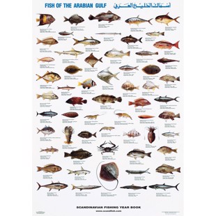 Arabian Gulf Fish Poster