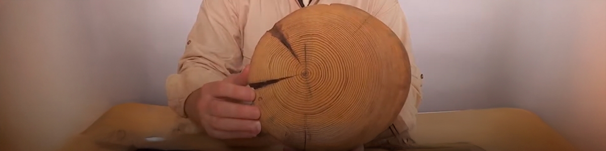 Count the tree rings to find its age