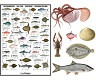 Fish posters