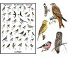 Bird posters