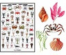 Sea Life Posters