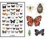 Insect Posters